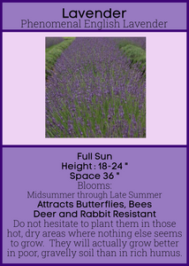 Lavender