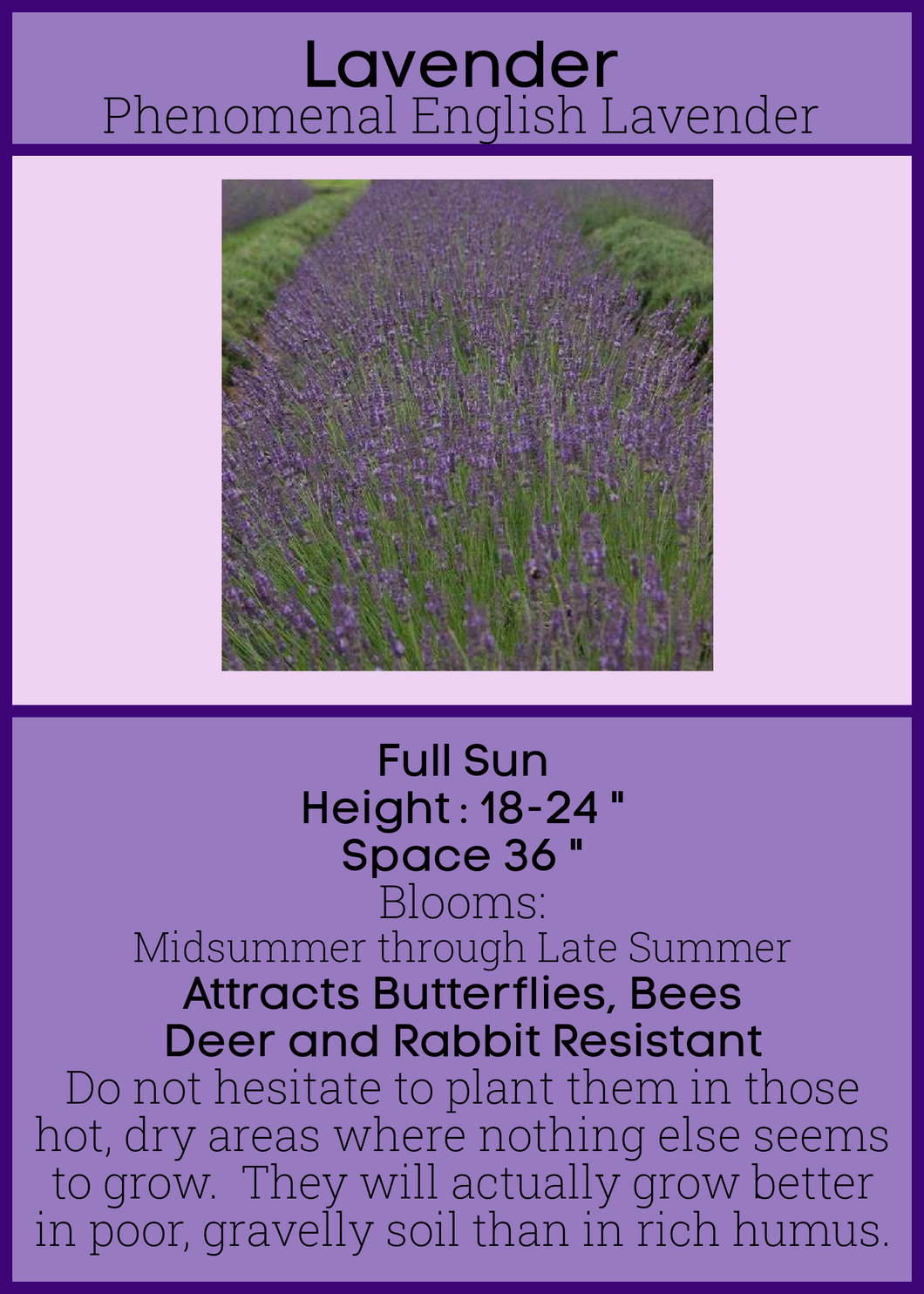 Lavender