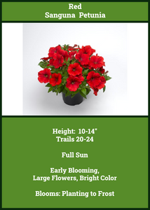 Petunia  Red Sanguna
