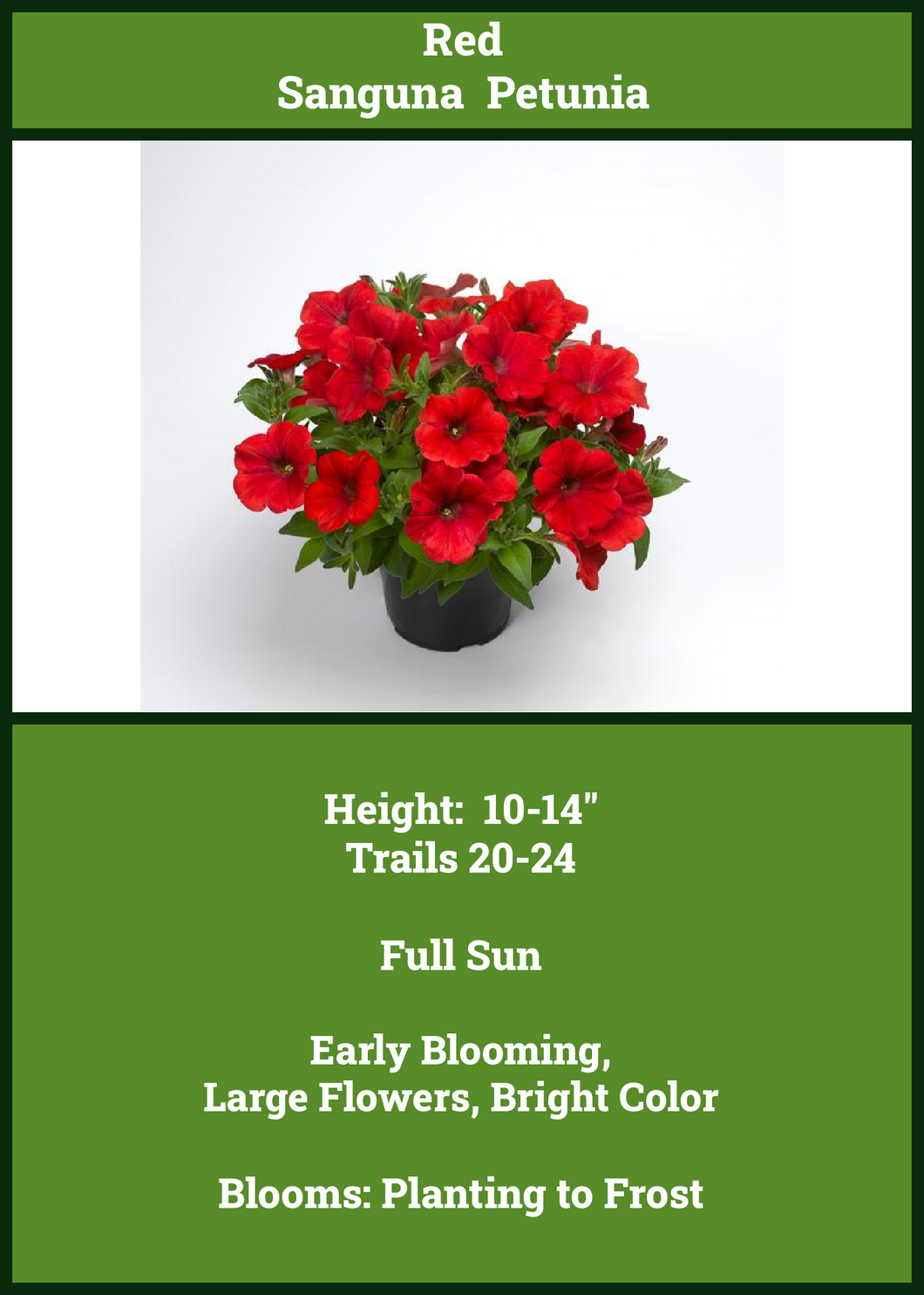 Petunia  Red Sanguna