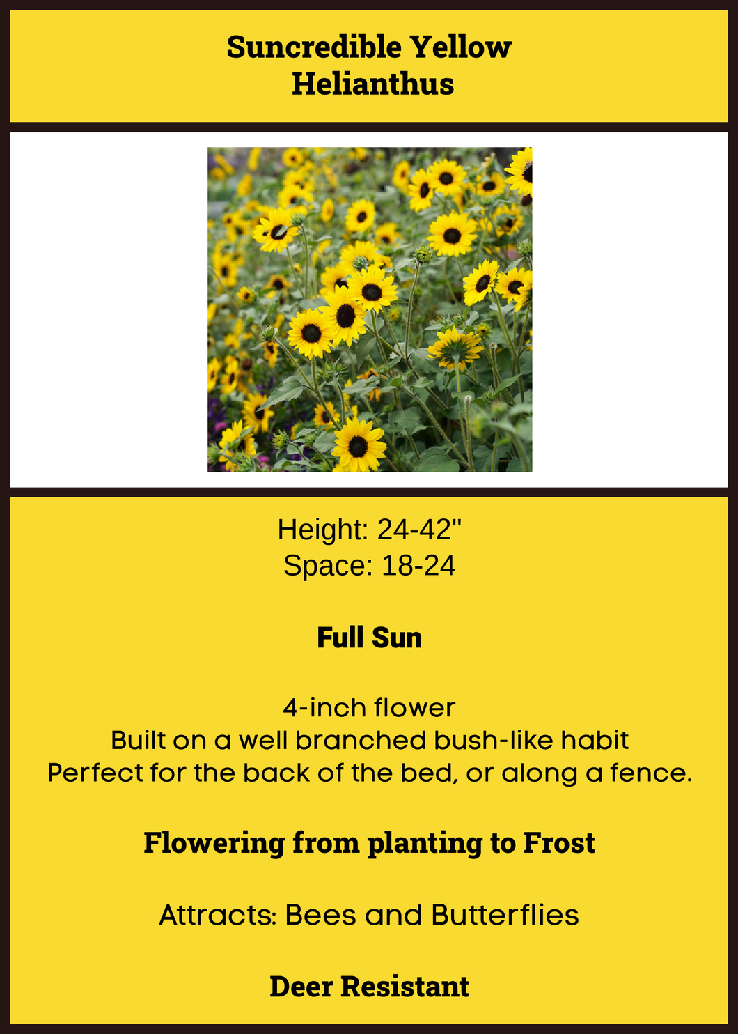 Helianthus