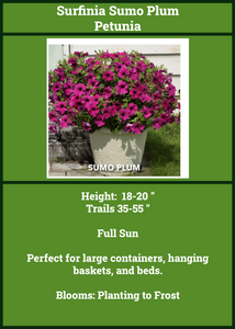 Petunia Surfinia Sumo Plum