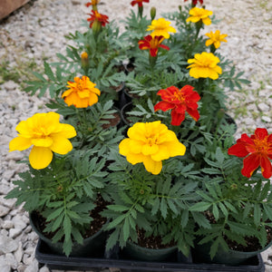 Marigolds: durango single