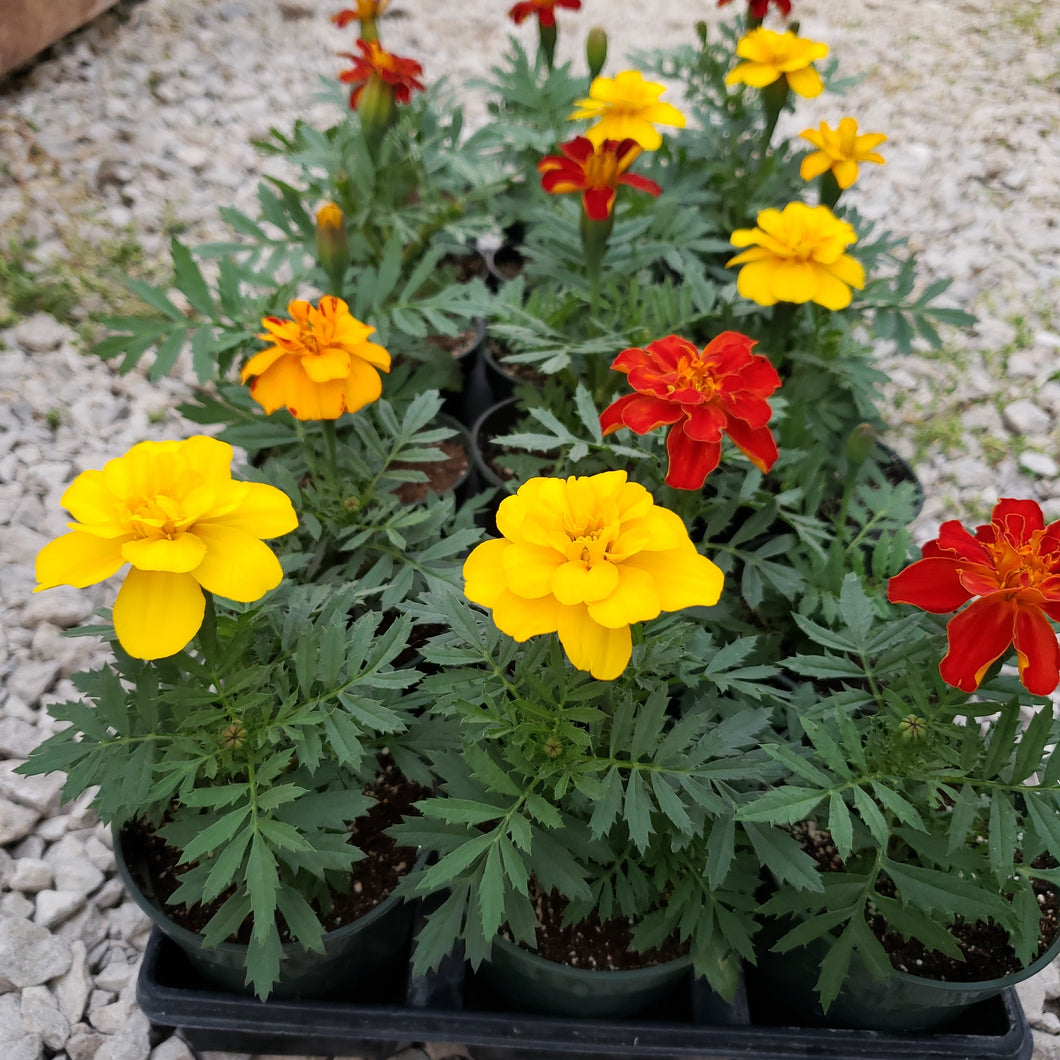 Marigolds: durango single