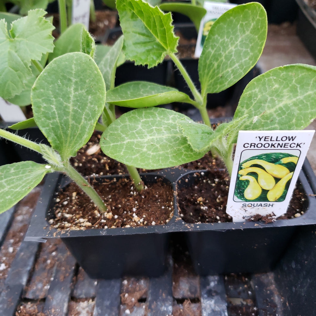 Yellow Crookneck Squash 4 pack