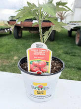 Load image into Gallery viewer, Tomato/Burpee Big Daddy Tomato  1 Pot
