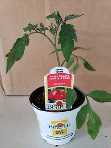 Tomato/Burpee Big Mama Roma Single Pot