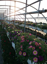 Load image into Gallery viewer, 10 inch Hanging Basket  Variety of many baskets
