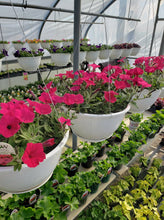 Load image into Gallery viewer, 10 inch Hanging Basket  Variety of many baskets
