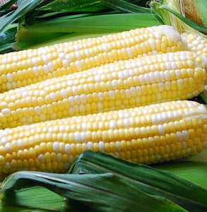 Sweet Corn -- Ambrosia 1/4lbs