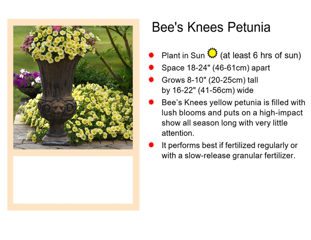 Petunia: Bees Knees