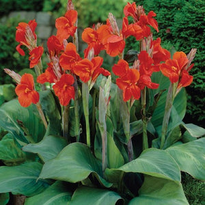 Canna Bulbs