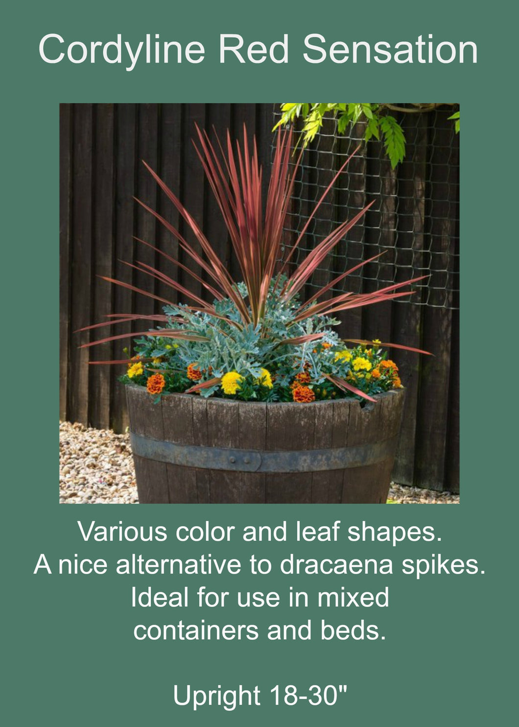 Spikes:  Red/  Cordyline Red Sensation
