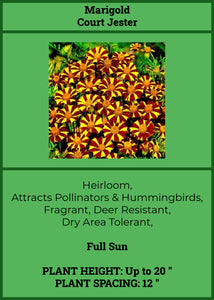 Marigolds: Court Jester      6-pack