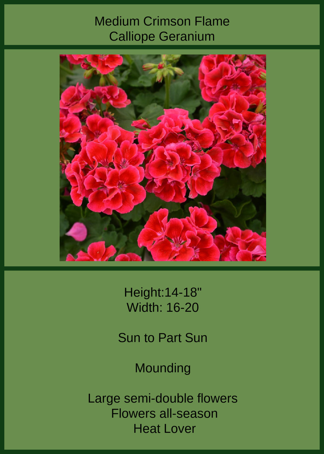 Geranium Calliope Med Crimson Flame Single