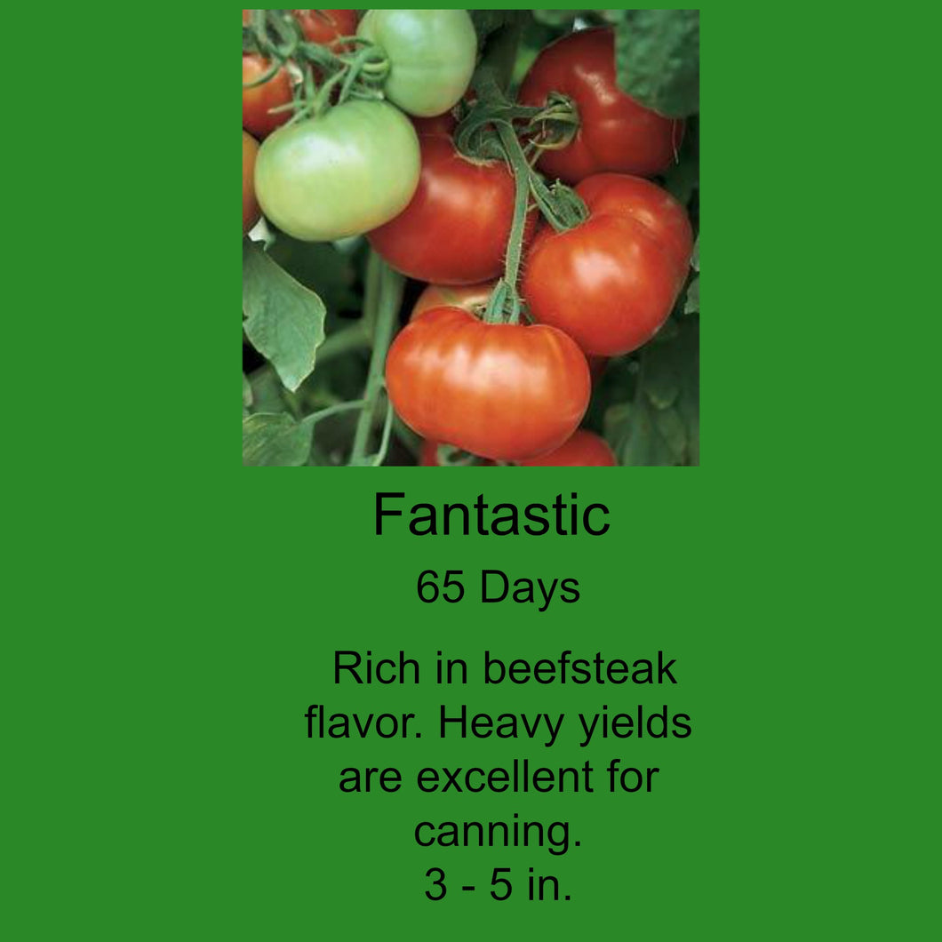 Tomato/Fantastic 6-Pack