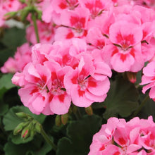 Load image into Gallery viewer, Geranium Calliope Med Pink Flame Single
