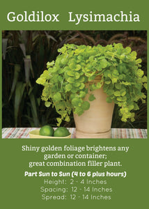Goldilox  Lysimachia