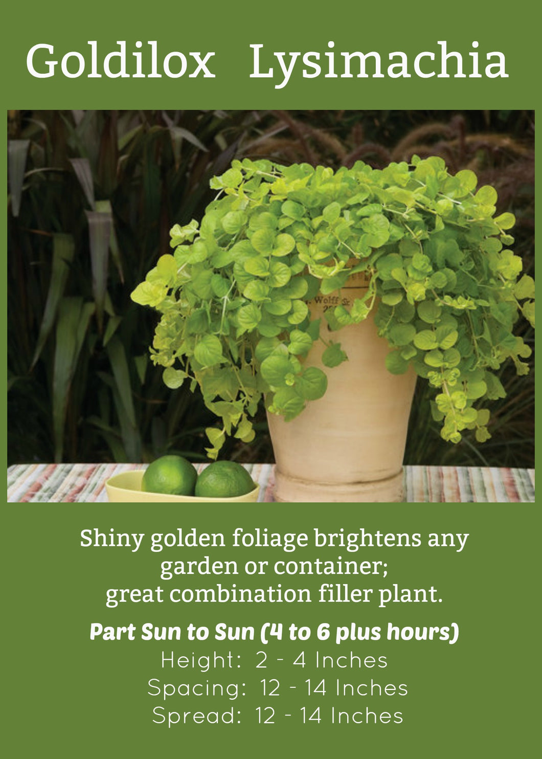 Goldilox  Lysimachia
