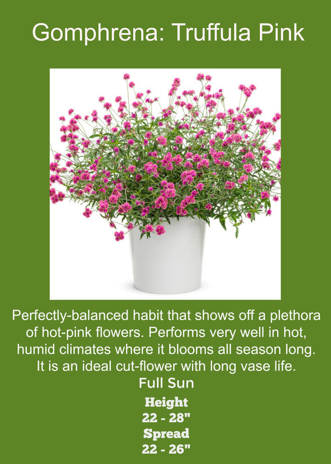 Gomphrena Truffula Pink