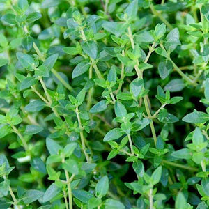 Herbs/Thyme Single