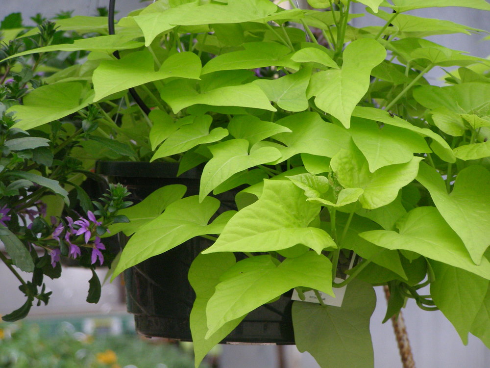 Flowering Sweet Potato (Ipom Margarita)  Single