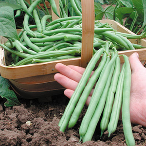 Green Bean: Jade  1/4 lb