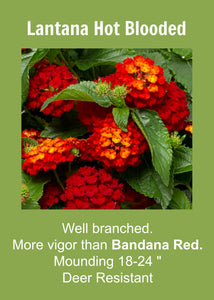 Lantana Hot Blooded Red  Single