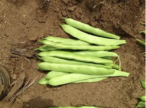 Green Bean: Navajo Flat Pod Bean