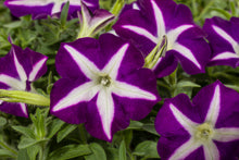 Load image into Gallery viewer, Petunia Blanket Blue Star
