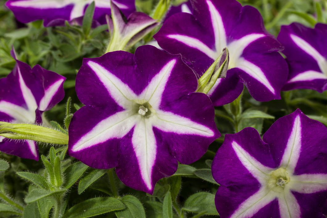 Petunia Blanket Blue Star