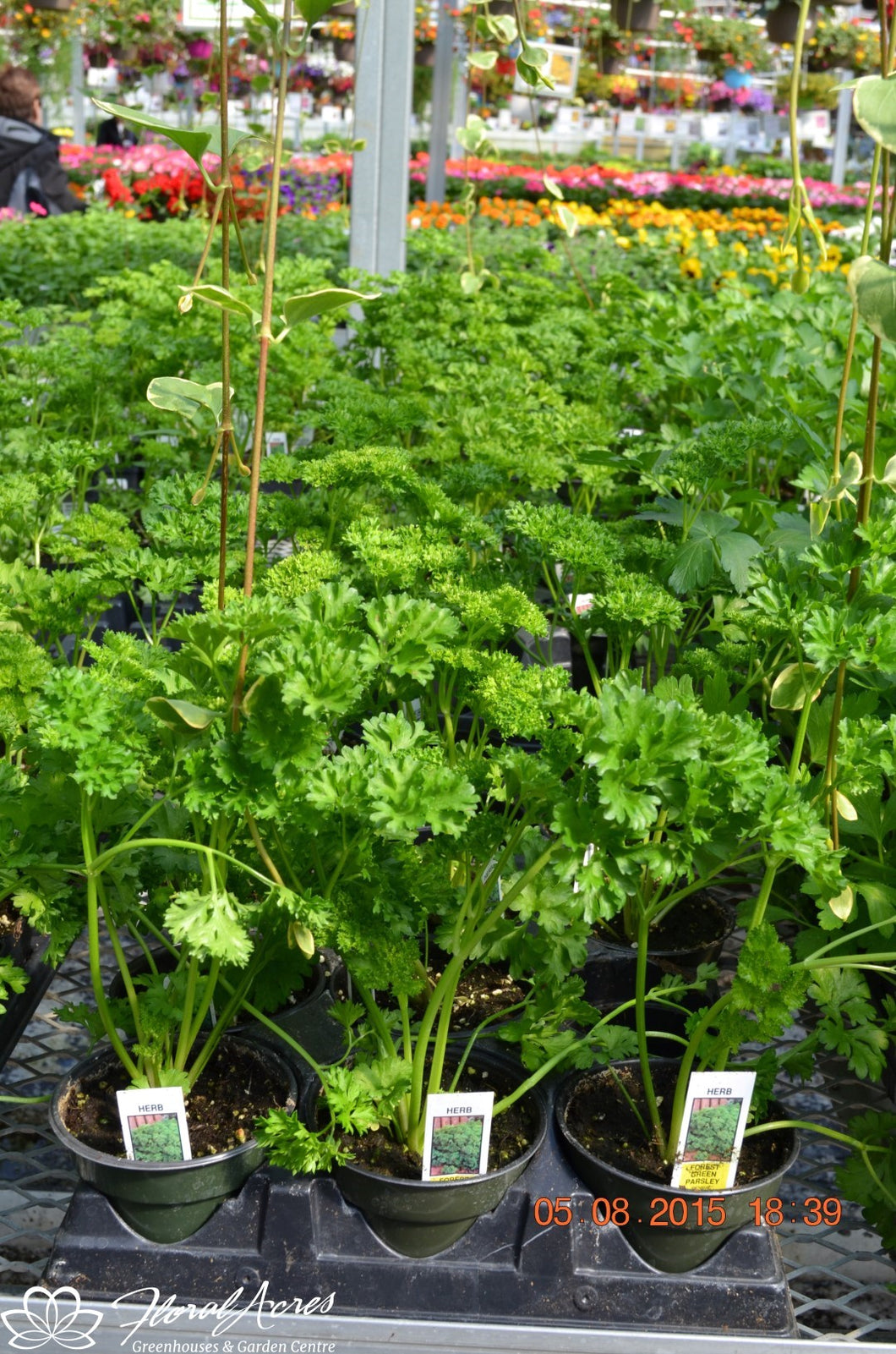 Herbs/Parsley Single