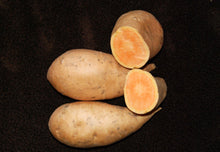 Load image into Gallery viewer, Sweet Potato/Porto Rico 12 in a pot
