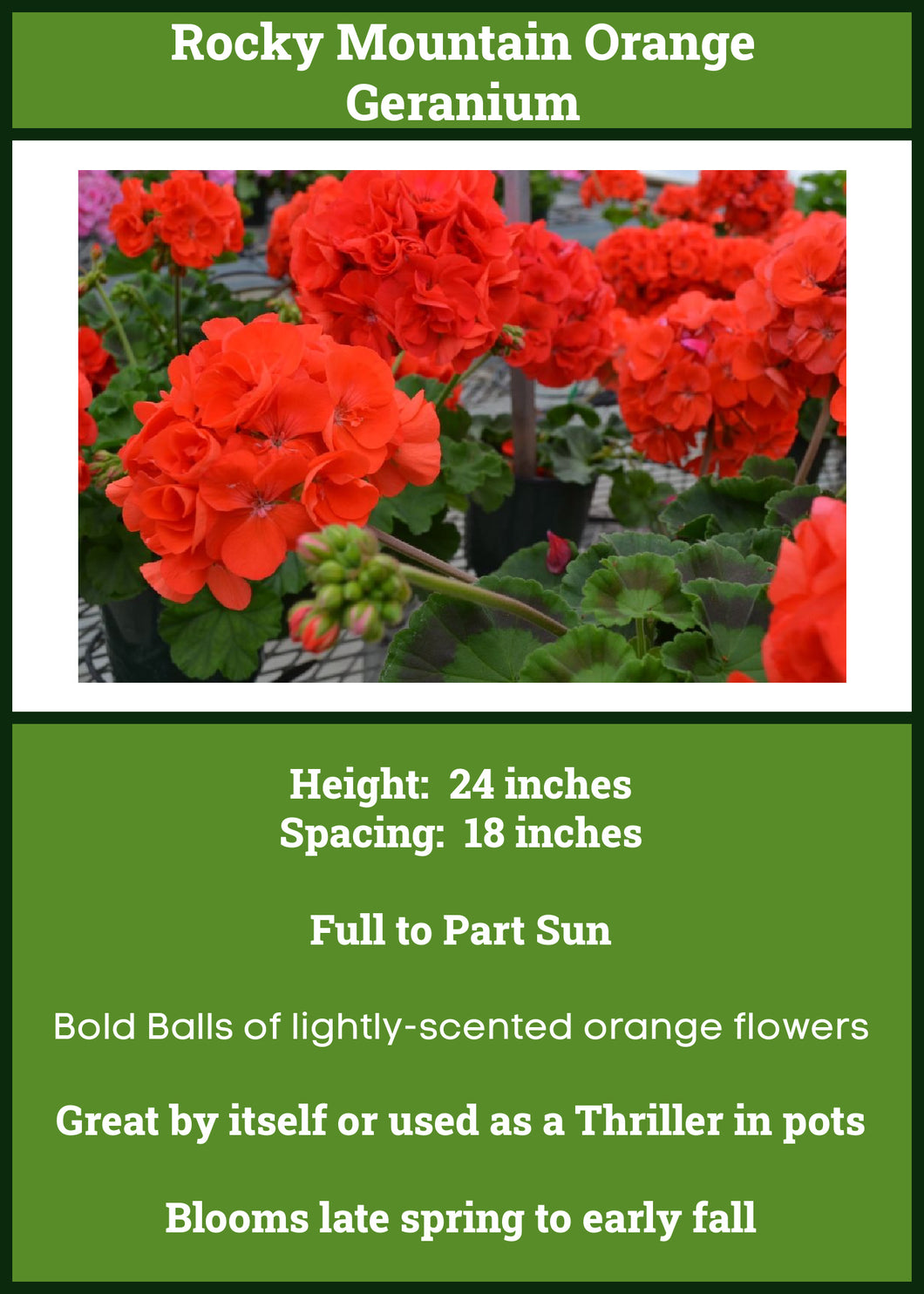 Geranium Rocky Mountain Orange