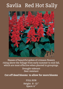 Salvia Red Hot Sally 6-Pack