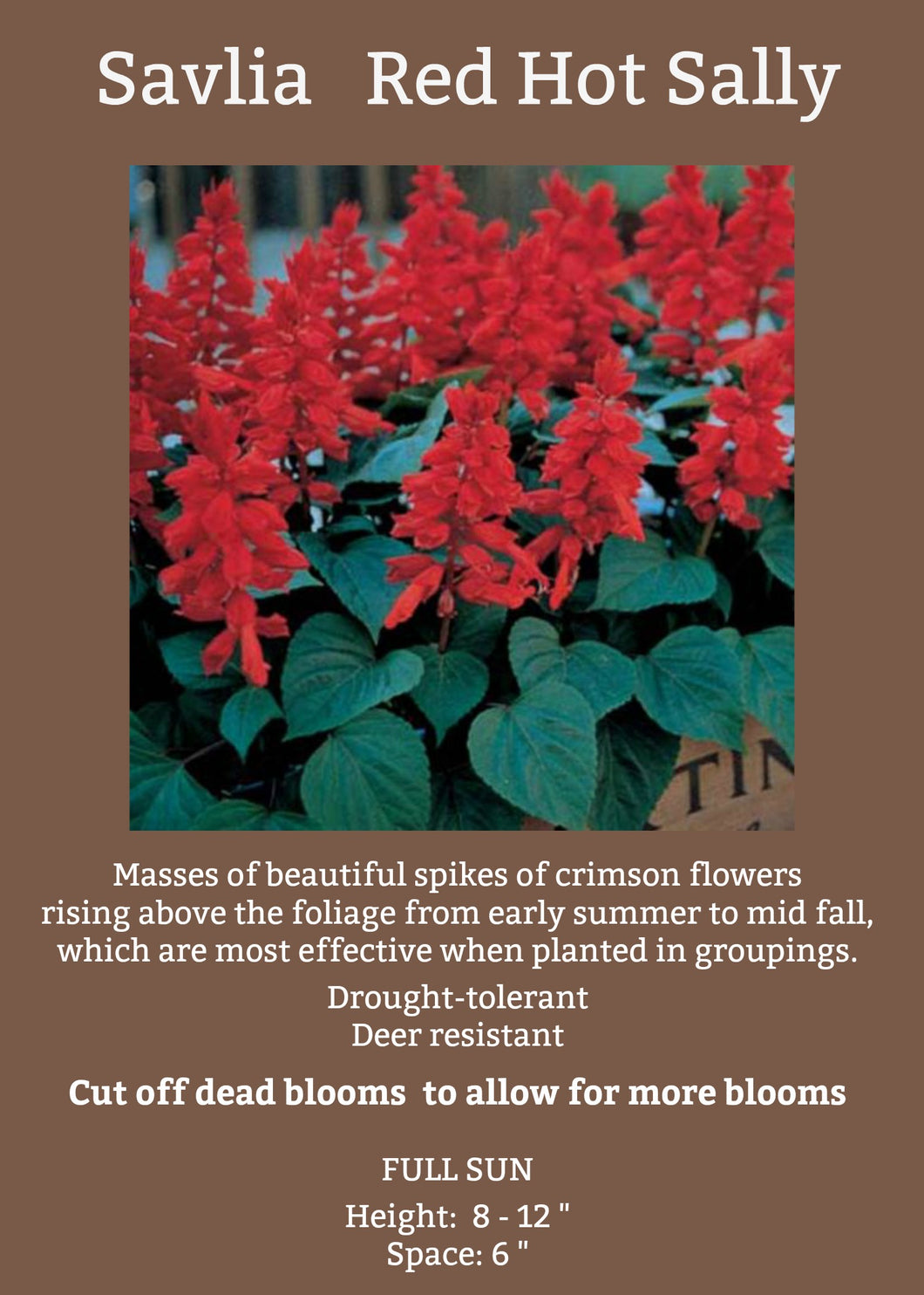 Salvia Red Hot Sally 6-Pack