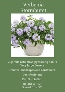 Verbena - Stormburts Single