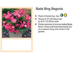 Begonia Bada Bing 4-pack