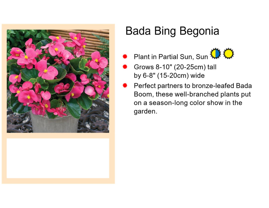 Begonia Bada Bing 4-pack