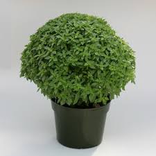 Herbs/Basil Single