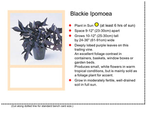 Flowering Sweet Potato: Blackie