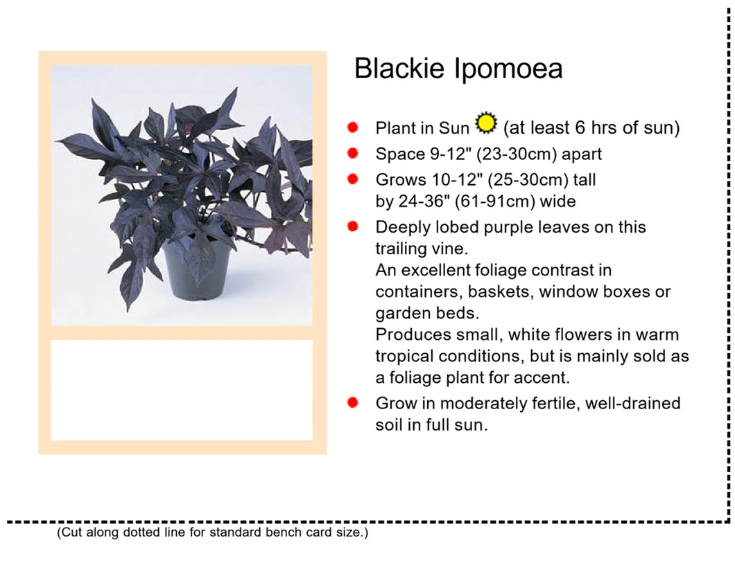 Flowering Sweet Potato: Blackie