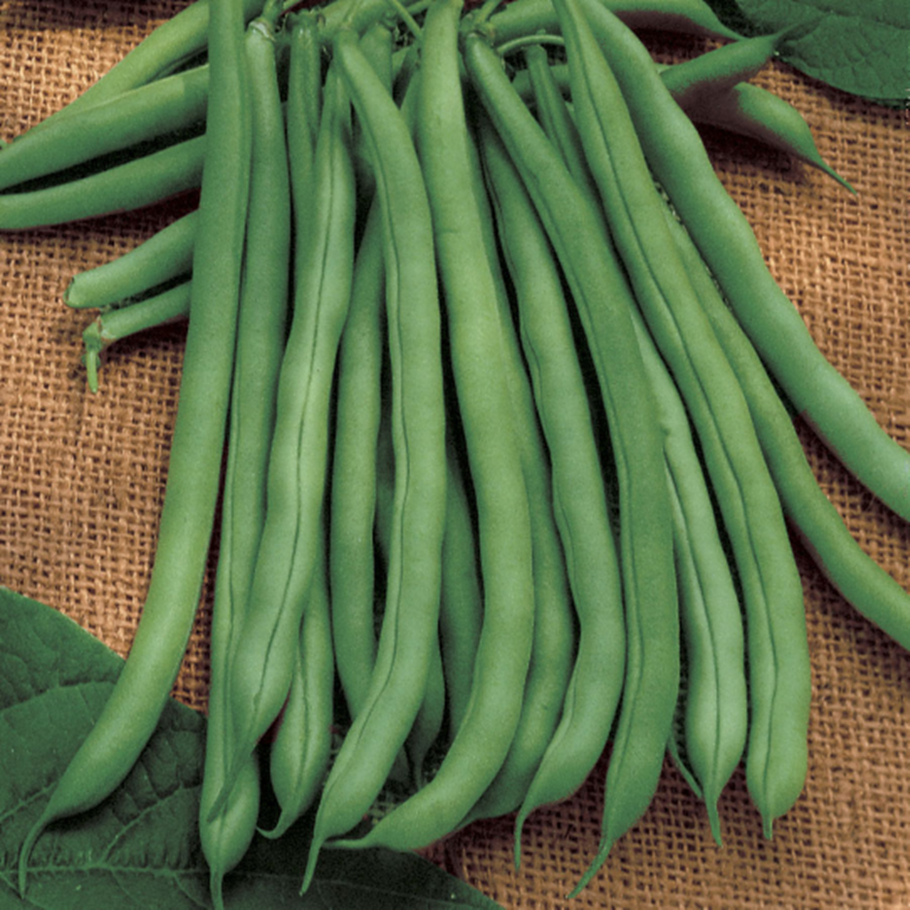 Green Bean: Blue lake  1/4 lb