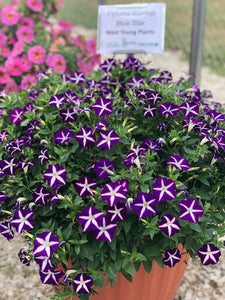 Petunia Blanket Blue Star
