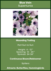 Petunia Trailing Blue Vein
