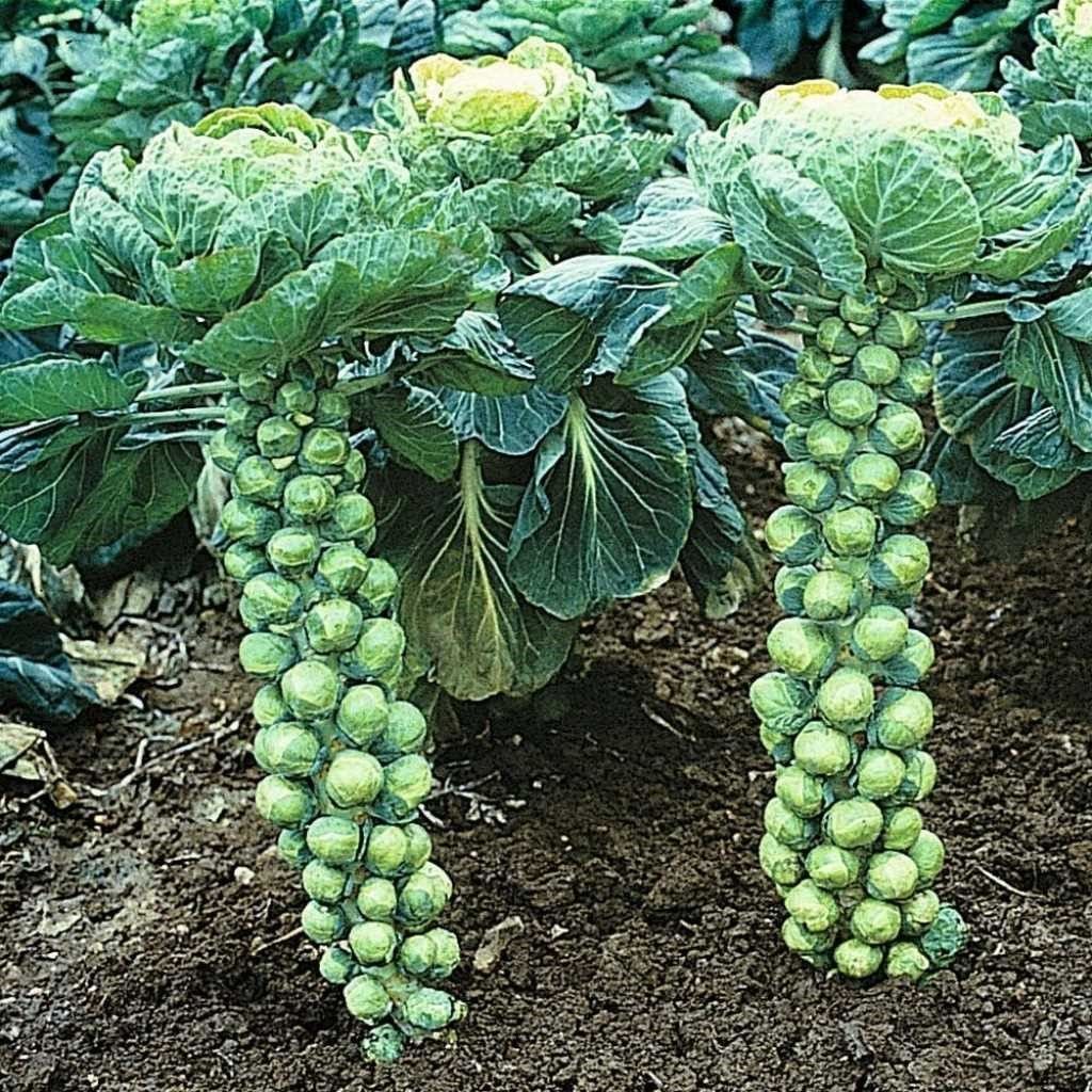 Brussels sprouts 6-pack