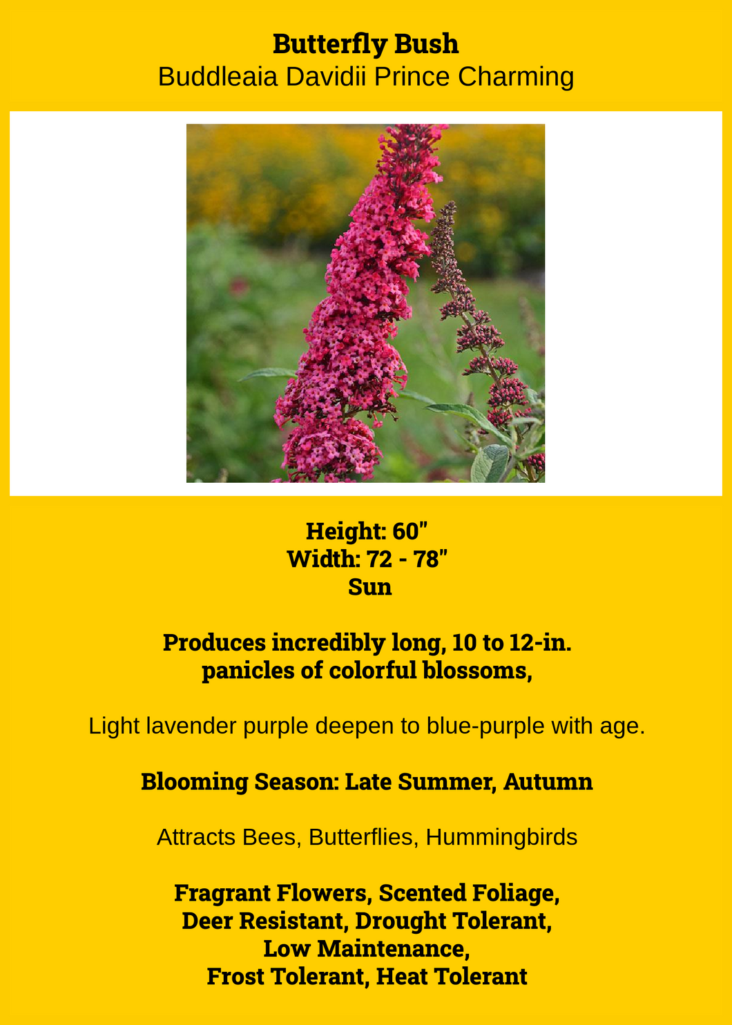 Butterfly Bush -- Buddleia