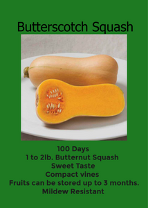 Butterscotch Squash 4-Pack