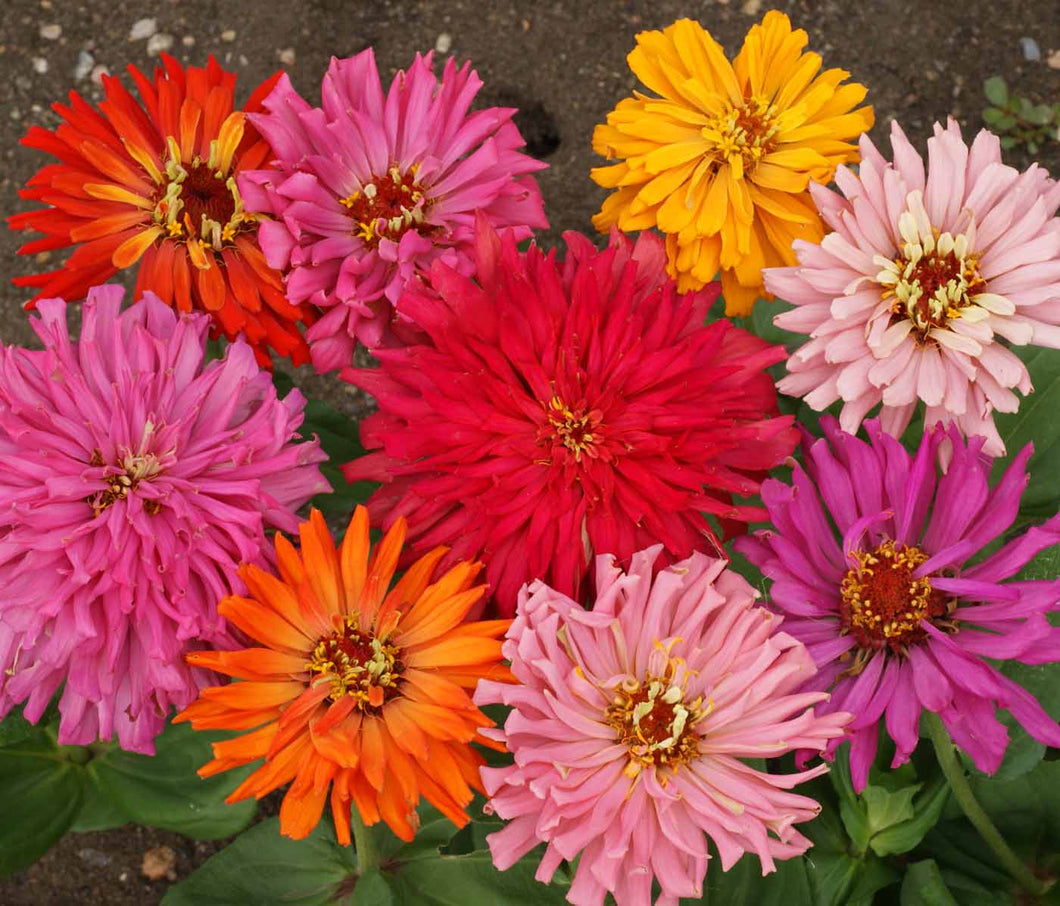 Zinnia:  Cactus  6 pack