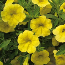Load image into Gallery viewer, Calibrachoa Neo Yellow Deep Single
